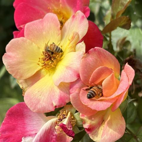 Two bees in some flowers, only their little abdomens visible.
