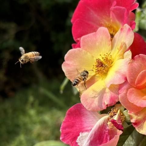 Two bees, on is landing on a flower and the other is buzzing away but turning back to the flower.
