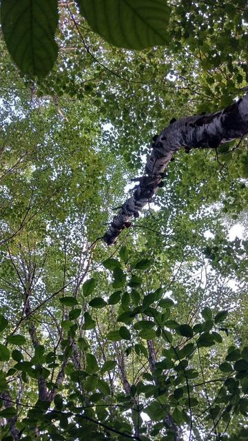 A photo looking up at the tree canopy of mostly green leaves.