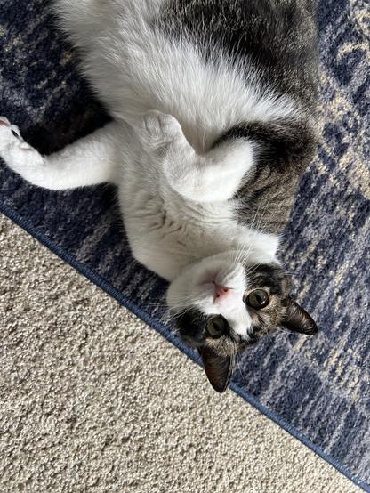 Simon is a very cute kitty