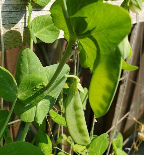 Oregon snow peas growing.