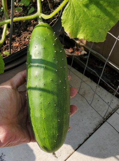 Field cucumber on vine, in my left hand.