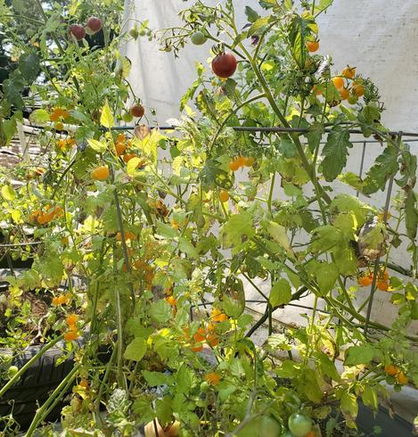 Assorted yellow & red cherry tomatoes, on multiple plants.
