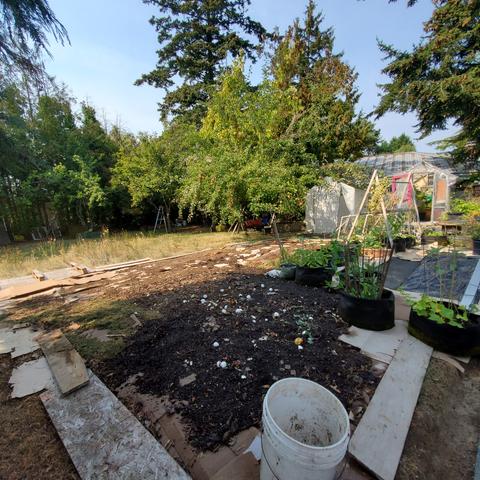 Food plants on far right in pots & in raised beds & A-frame wood trellis for pea plants to climb. 2 small greenhouses beside the apple tree.
Cardboard sheets, layered on old lawn area, covers over half the photo. Atop the cardboard sheets is compost, lawn cuttings, leaf mulch & topsoil, there's some seaweed underneath the cardboard. The cardboard is weighted down by scrap wood planks. A white bucket is in foreground.