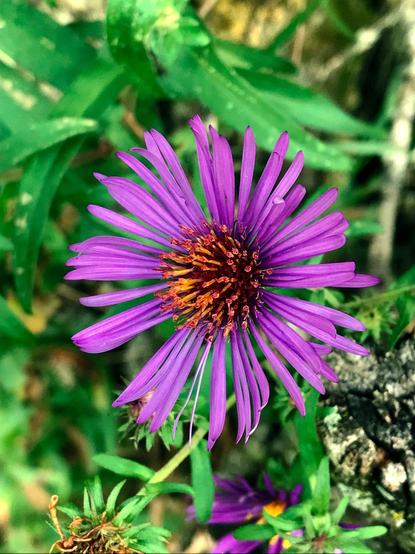 A flowerhead with many purple ray florets surrounding an orangish pom-pom of disc florets.