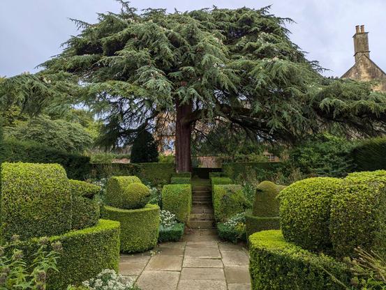 Topiary of Buxus and a Cedar of Lebanon tree at Hidcote manor garden, Gloucestershire, England. September 2024
