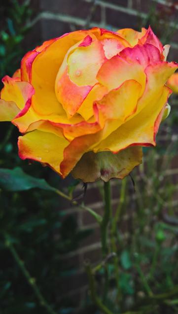 Roses...!
#DontForget; #TequilaTuesdays are a #Thing...