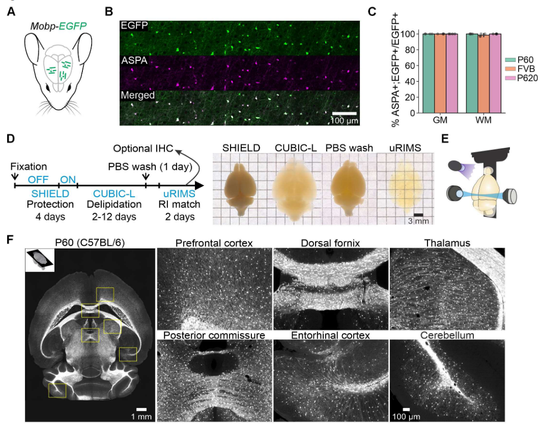 Figure 1. Visualization of whole brain myelin patterns.
A. Oligodendrocyte somata and myelin sheaths are fluorescently labeled in Mobp-EGFP mice.
B. Representative confocal images showing colocalization of ASPA and endogenous EGFP.
C. Quantification of ASPA colocalization across mouse strain and age in gray and white matter.
D. Schematic illustration of clearing pipeline (left) along with images of cleared brains at each step
(right).
E. Schematic of brain mounting with UV light (purple) activated glue and 3D printed sample holders. Lightsheet illumination objectives scan perpendicular to sample.
F. Representative FOVs of single horizontal plane from lightsheet volume acquired with low
resolution 5×/0.16 NA air objective (left). FOVs highlight the diversity of myelin patterns across
brain regions (insets right).