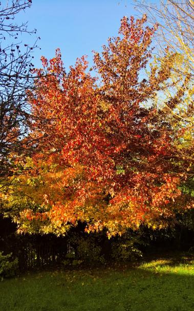 A #Tree
