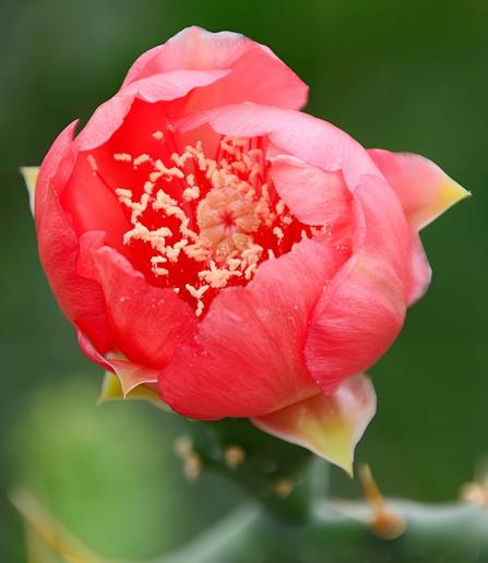 A close-up of a beautiful cactus flower in bloom. The petals are a vibrant pink with delicate white accents at the tips, and the center is filled with numerous yellow stamens. The background is a blurred green.