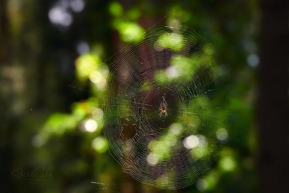 Most of the frame is taken up by the spider's web. In the middle of the spider web sits a European garden spider, waiting for something to happen. In one place in the web is quite a large hole. In the background, a completely blurry forest, with colorful reflections created by the sun on the lighter fragments of the leaves.