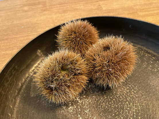 Drei stachlige  Kugeln Esskastanien