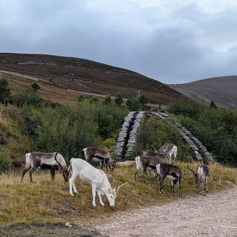 A square photo of a small herd of reindeer grazing on some grass beside a bit of gravel road, in front of a hill. There are 8 reindeer, 7 brown and 1 white. The vegetation is in late-summer / early autumn colours: browny green but still quite a lot of plants about. The hill is on the edge of a ski centre so some ski infrastructure is in the background. There are also two grey stone drainage passages just behind the reindeer.