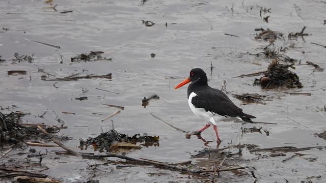 An oystercatcher bird mincing its red legs as it walks across the seaside mud from left to right. It is black and white, with a long red beak.