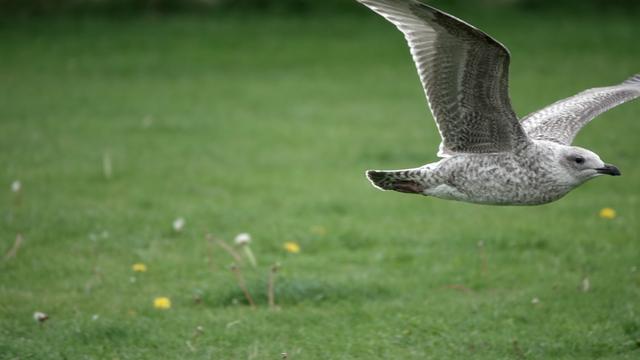 A juvenile herring gull - white with grey/brown mottling and dark under wings - flying left to right across a grassy area. Its wings are raised high.