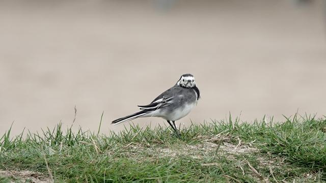 A black, grey and white pied wagtail standing pointing to the right with its head turned to the camera. Standing on sandy grass, with a sandy colour behind.