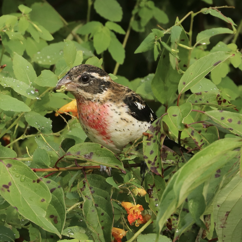A young Rose-breasted Grosbeak, showing gray head, black wings, pink breast with dark spots, perched in a bush with green plant matter in its beak.