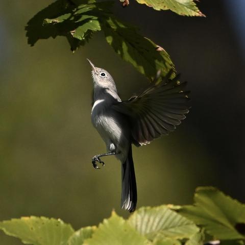 A blue-gray gnatcatcher flying upward toward the bottom of a leaf. The bird has a narrow, light-colored bill, a dark eye with a white eyering, light gray feathers on its head, throat, and belly, and dark-gray wing feathers. The background is out-of-focus greenery.