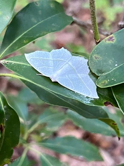 Closeup of a beautiful white (with a hint of pale lavender) moth perched (open wings) on the waxy green leaf by the trailside in the forest. The background is blurred.
