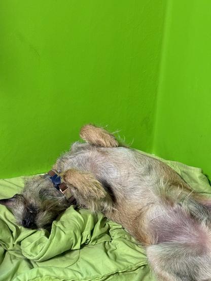 Ein Border terrier Mischling namens Moony liegt auf dem Rücken schlafend in seinem Bettchen