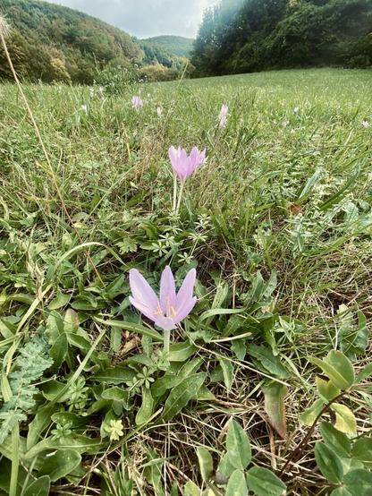 Pink flowers in field before forest hills.