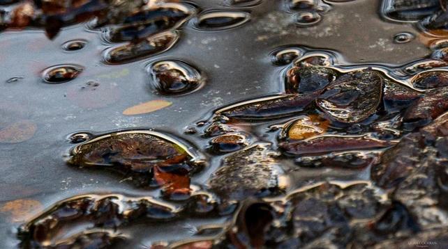 A puddle, up close, provides interesting shapes and textures.