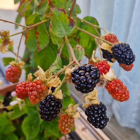 Rote und schwarze Brombeeren in Nahaufnahme