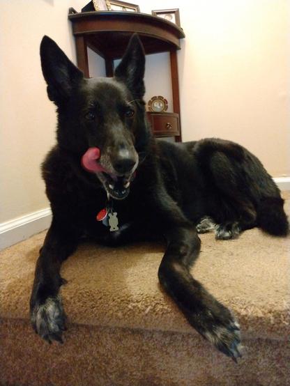 A black German Shepherd mix dog is lying with her head up on a carpeted stairway landing.  She has a long, narrow snout.  Her mouth is open, revealing her teeth.  Her long red tongue is sticking out the side of her mouth, curling upwards.