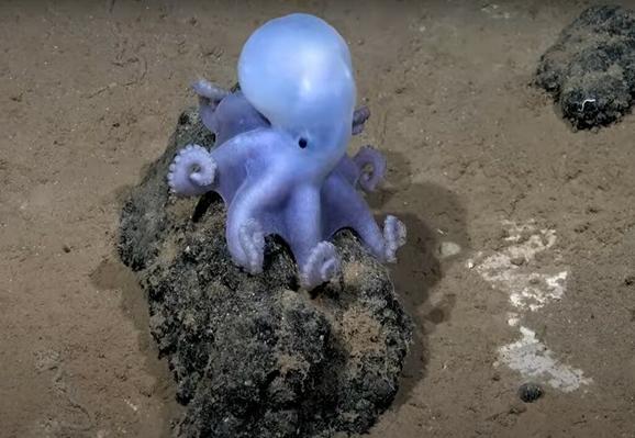 la-decouverte-de-20-nouvelles-especes-sous-marines-le-long-de-la-dorsale-de-nazca-pieuvre-casper