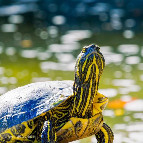Close-up view of a pond slider turtle.  The front two thirds of the turtle's body is snowing.  The top of the shell is gray, and the underside of the shell is yellow with black markings.  The turtle is stretching its neck upwards, so that the head is seen from underneath.  In the background is out of focus green water, with bright white reflections.