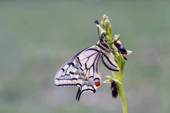 butterfly