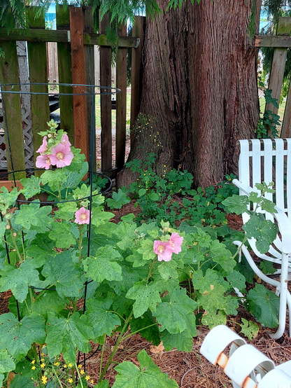 A mass of mostly pink flowered hollyhocks growing in the duff under  canopy of a large western red cedar tree, and next to antique white metal glider furniture.