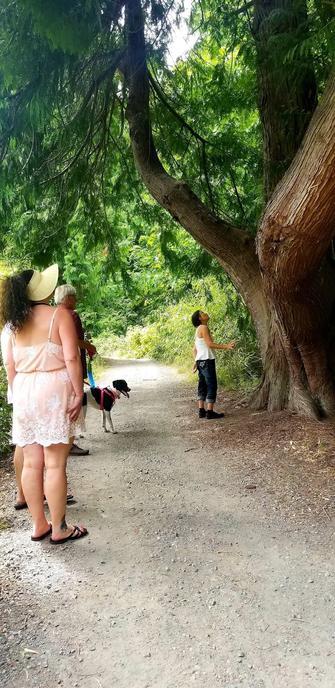 Mom, looking up at giant old growth redwood tree, on the right. My friends Skye, her Dad Hart & Hart's partner & their rescue dog are standing on gravel trail to the left.