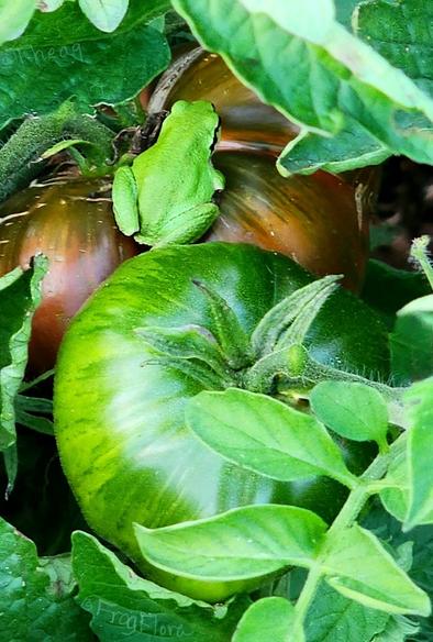 A green pacific treefrog protects ripening heirloom tomatoes from pests in a permaculture garden.