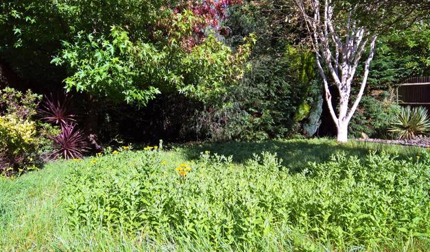 An #Assortment of #OrganicPlantThings