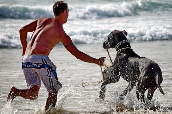Herrchen spielt mit dem Hund am Strand.