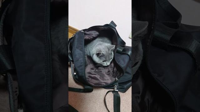 【猫動画】かばんに入って遊ぶ猫 #shorts #猫 #ネコ #シャルトリュー #cat #ねこ #保護猫