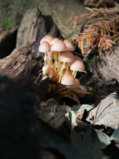 eine gruppe kleiner pilze