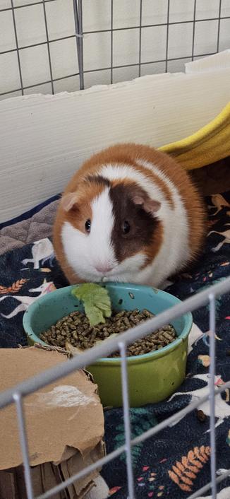potato monch