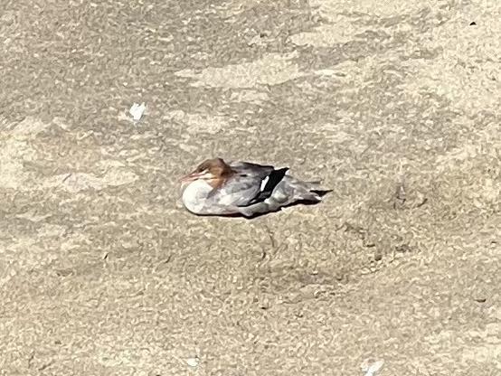 Zoomed-in photograph of a duck resting on a sand bank. The duck’s body is light gray, its chest is white, its head is brown, and it has black and white markings of the ends of its wings.