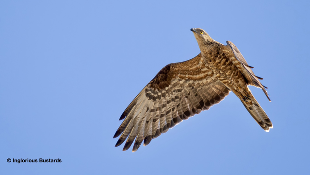 European Honey Buzzard ©️ Inglorious Bustards