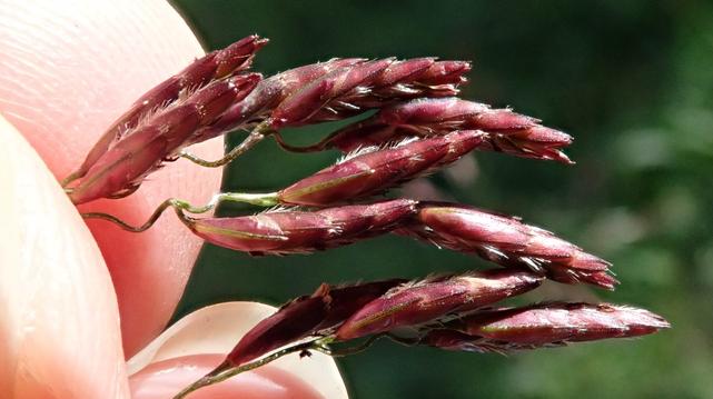 Three fingertips grasp thin grass stems. Ruby red seed heads grow from the tip of each stem. They look like armored grubs, arcing from side to side as though they're trying to squiggle away from the fingers that hold their tails. Brown fibers like stiff hair protrude from underneath each armor plate.

Sun shines on the scene, and the background is blurry grass green.