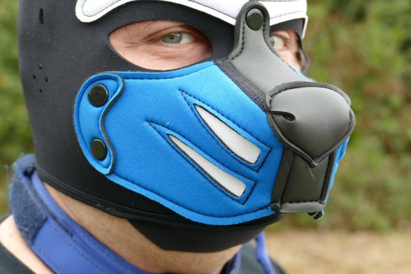 Pup Byte's face in zoom. He looks directly into the camera.