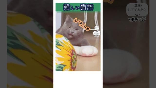 猫 語が難しすぎる。What do you mean…? #猫 #cat #シャルトリュー #chartreux #meow #meowing #ぎゅーどんかーにばる　#猫語