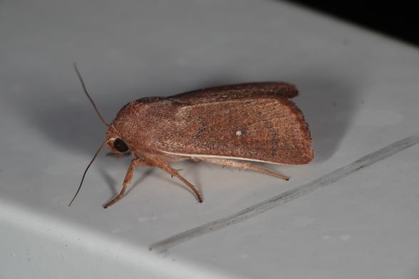 A reddish brown moth with a small white spot in the middle of its wing and a white leading edge. It's sitting on a white plastic garden chair on a hotel balcony.