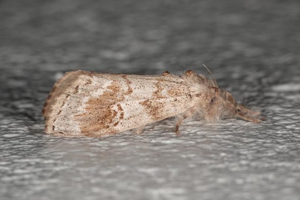 A tan and buff-coloured moth on a white painted wall. Its hairy brown front legs are stretched out in front of it.