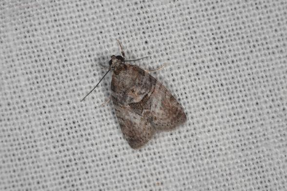 A grey and brown bell-shaped moth on a white sheet.