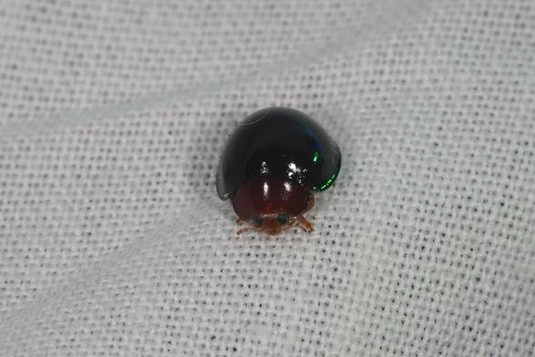 A shining dark green ladybird with a reddish orange head and legs. The eyes are also dark green. It's standing on a white sheet.