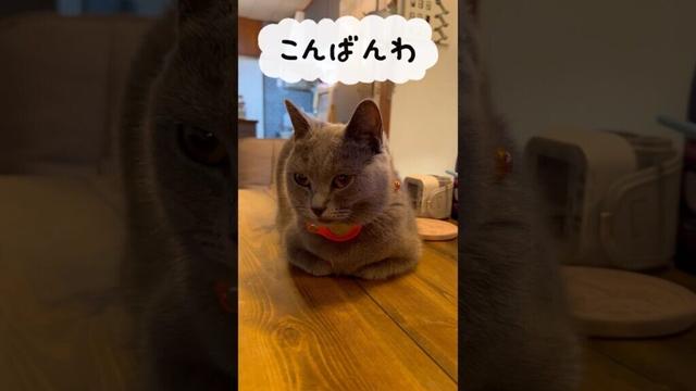 AirTagが搭載されたつむやま〜【シャルトリューつむやまのIoTがとまらない日記】 #chartreux #ねこ #シャルトリュー  #cat #apple #airtag # catlog #ネコ