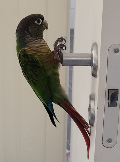 Chapi hanging on the door handle